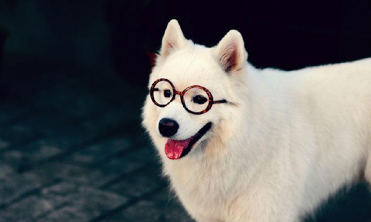 萨摩耶一喝水就咳嗽,萨摩耶咳嗽软便