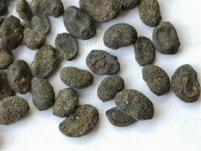 补骨脂治白癜风效果怎样,补骨脂和中药结合能治好白癜风吗