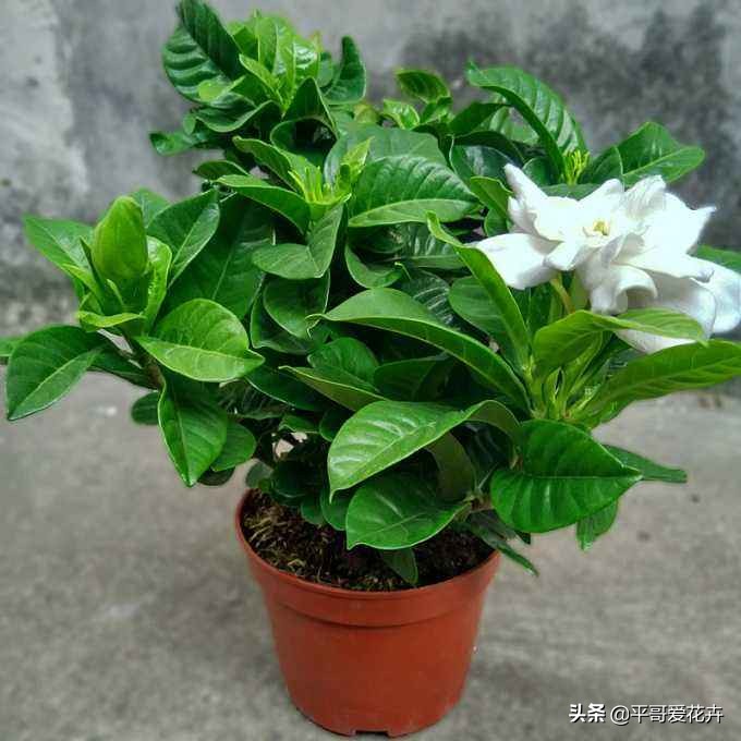 栀子花黄叶的原因及解决办法,栀子花叶片少叶子边缘发黄怎么办