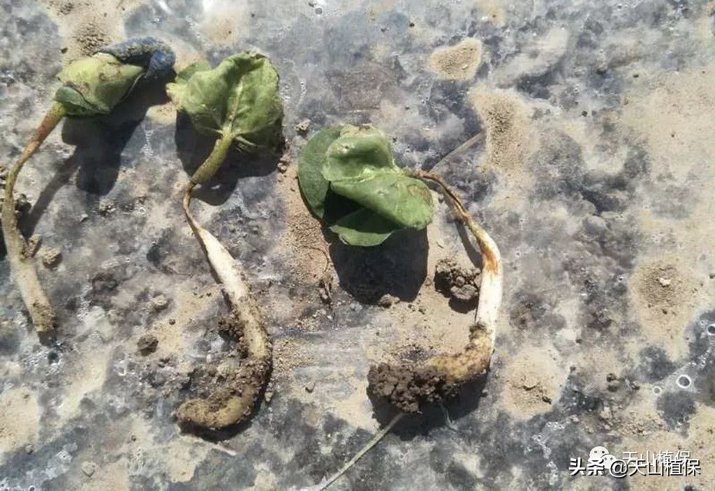 棉花除草剂药害2020年,棉花地除草剂药害解决方法