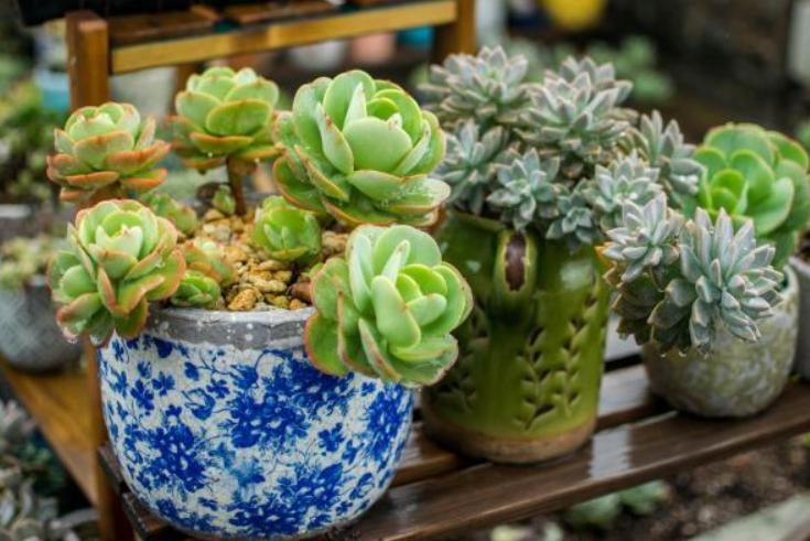 碧桃多肉夏季怕晒不,冬天养的多肉怎么不长新芽