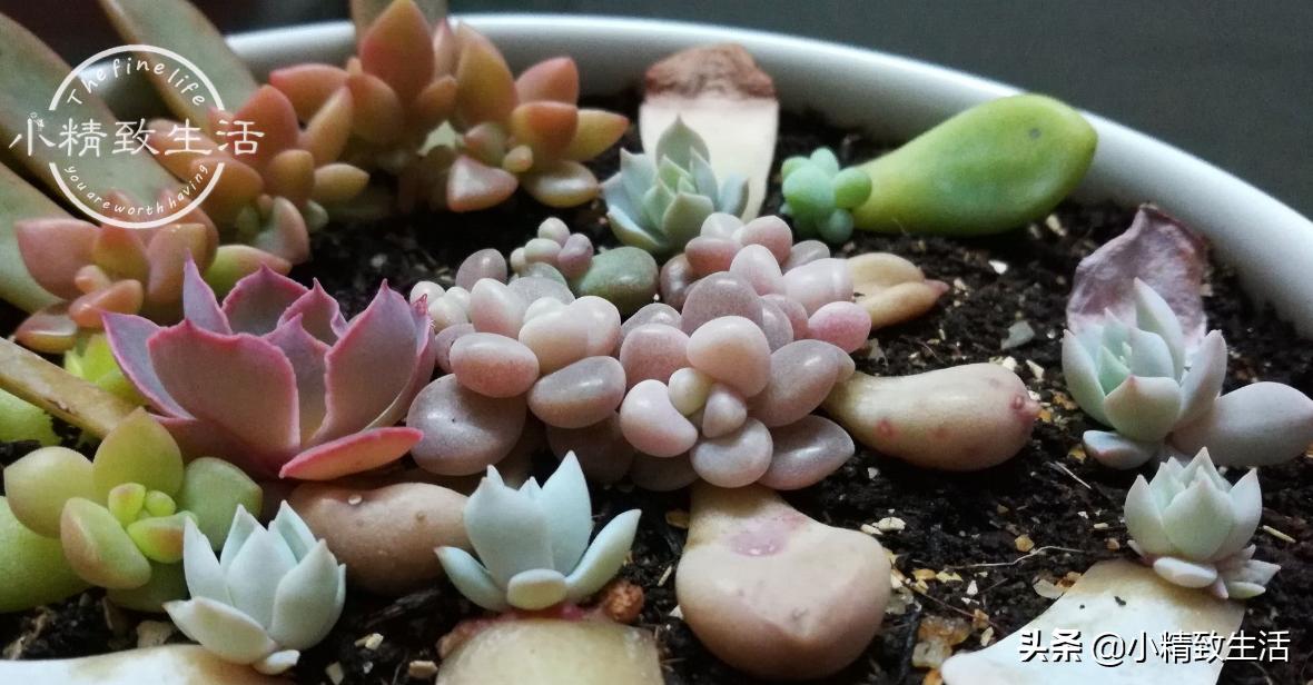 叶插多肉生根发芽后，要注意3个方面，不然可能会“消失”