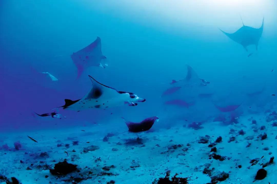 理想生活海景咖啡馆,理想生活