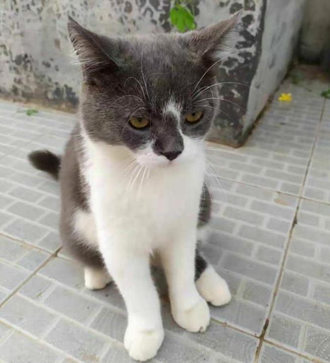 我家的英短为什么那么瘦,英短太瘦怎么养肥