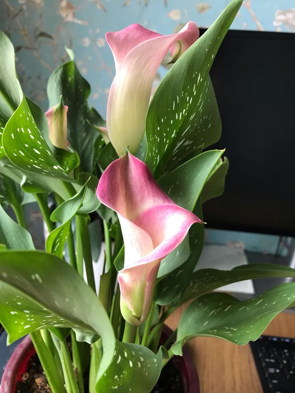 马蹄莲小苗黄叶是什么原因,马蹄莲黄叶不开花是什么原因