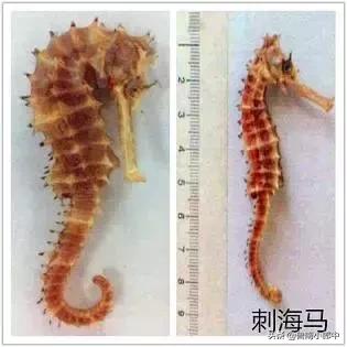 海马强肾丸厉害之处,海马搭配什么可散结清热