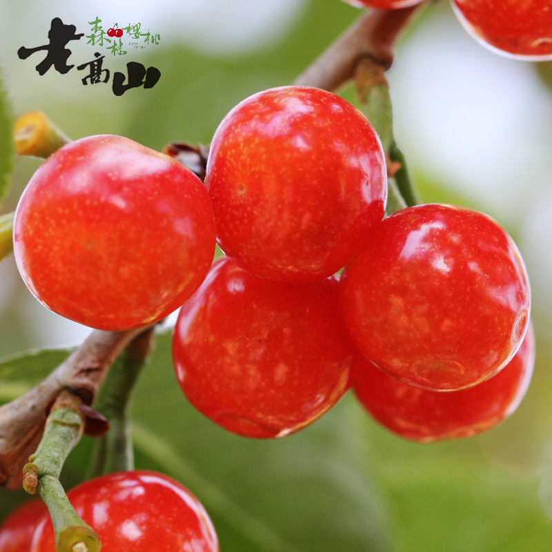 黄草岭樱桃,米易黄草樱桃跟西昌樱桃有啥区别