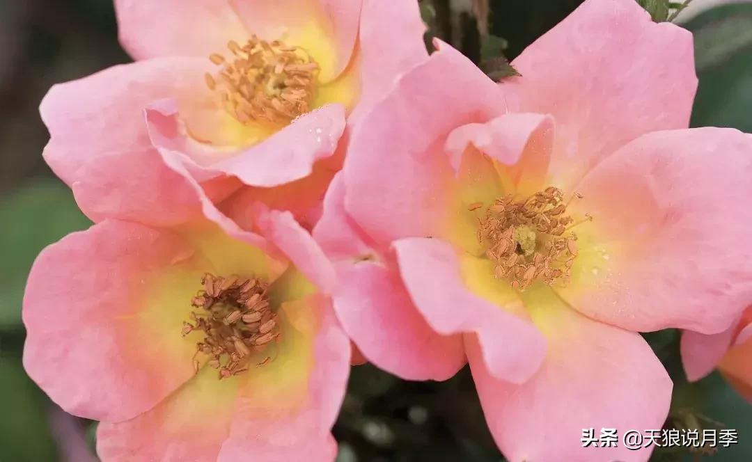 抗病性好的月季推荐,哪些月季品种抗病强