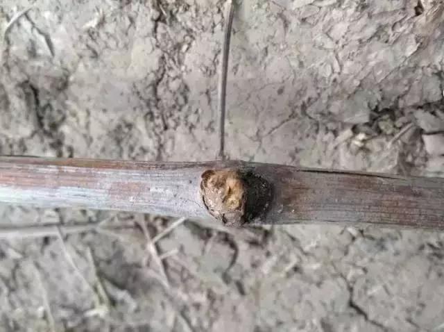 春季葡萄怎么防冻害,葡萄苗冬天会冻死怎么办