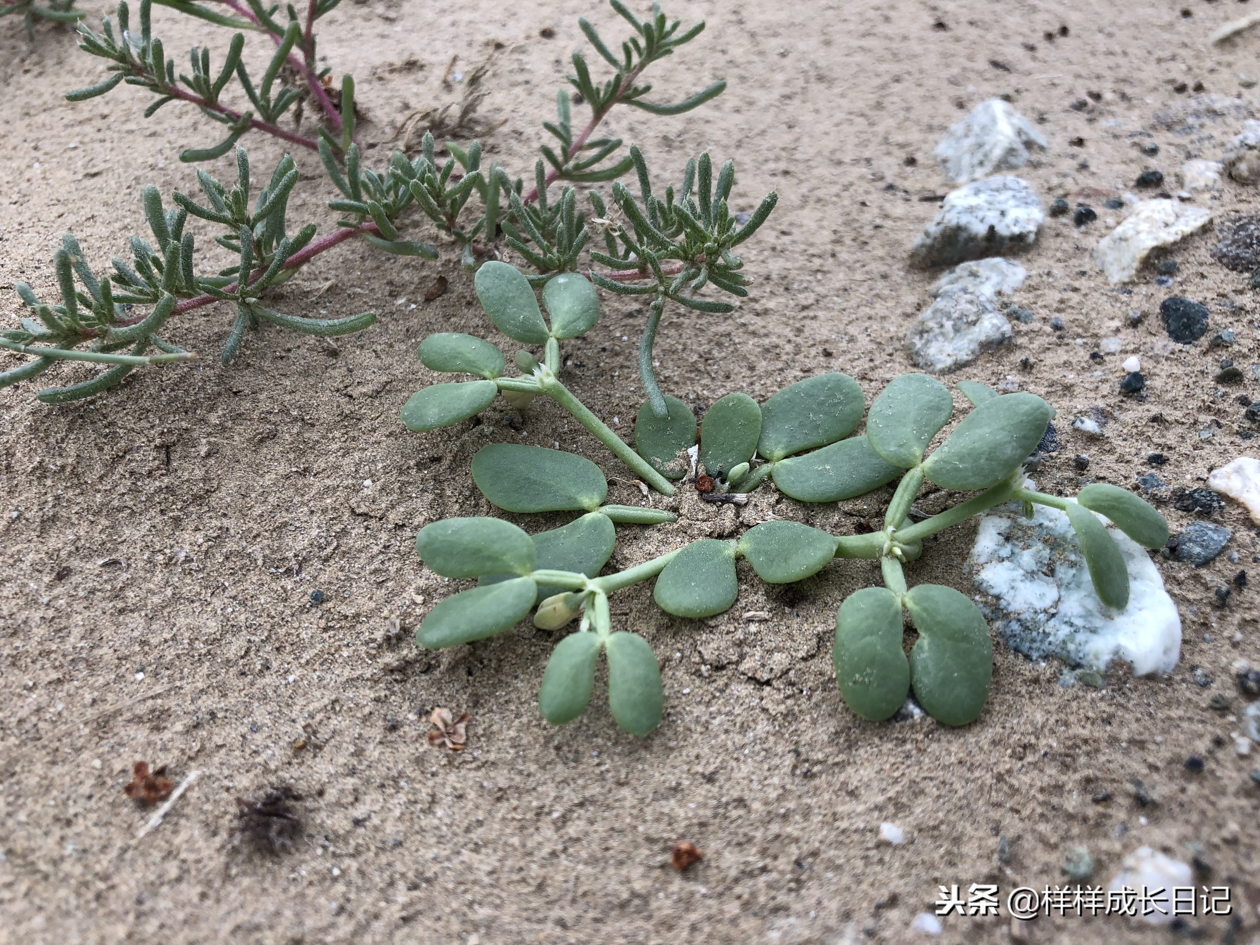 最新版新藏线叶城拉萨骑行攻略,219新藏线自驾游从叶城出发