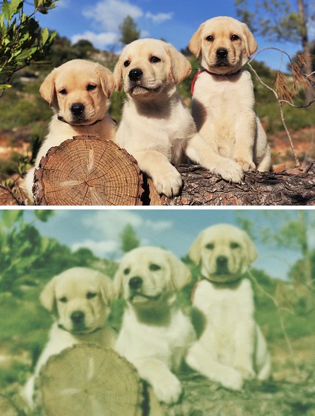 什么动物视力模糊不清,视力与人类一样的动物