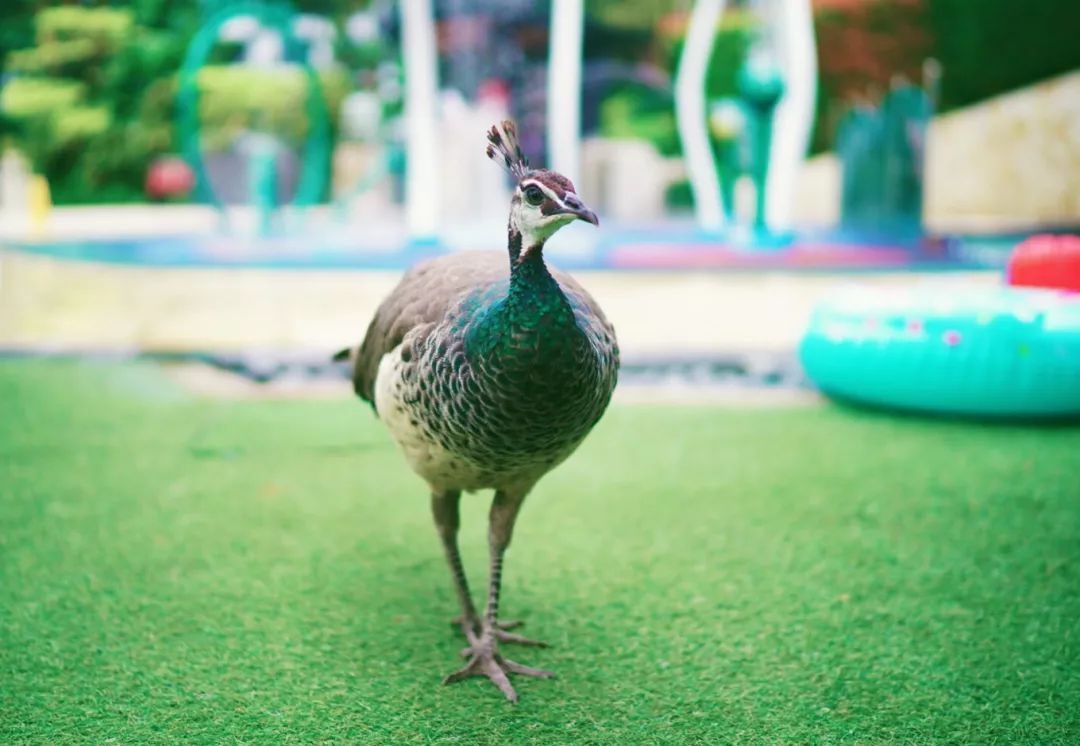 十大亲子度假酒店推荐,国内必去的9大超美亲子酒店