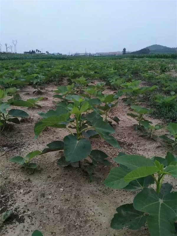 蓬莱柿与无花果区别,亚当无花果就是蓬莱柿吗
