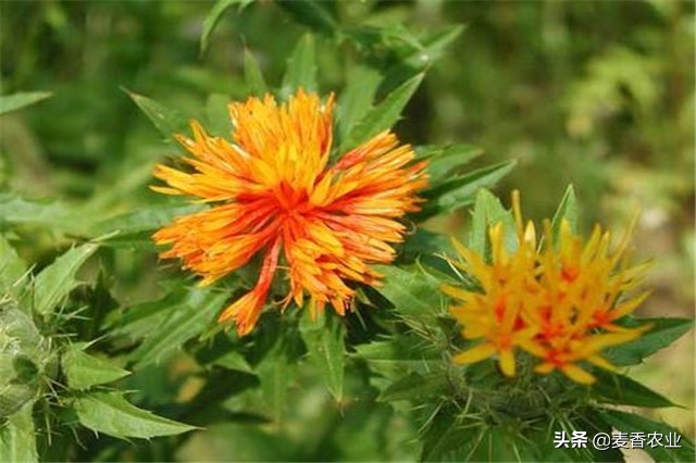 红花的种植方法与注意事项,红花种植方法及注意事项
