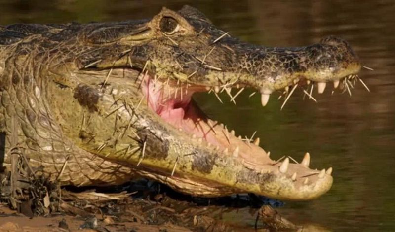 豪猪吃素吗,豪猪是肉食动物还是素食动物