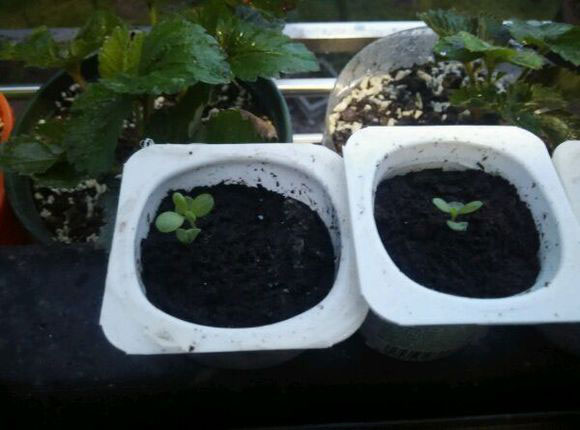 如何种薰衣草种子,你知道薰衣草吗