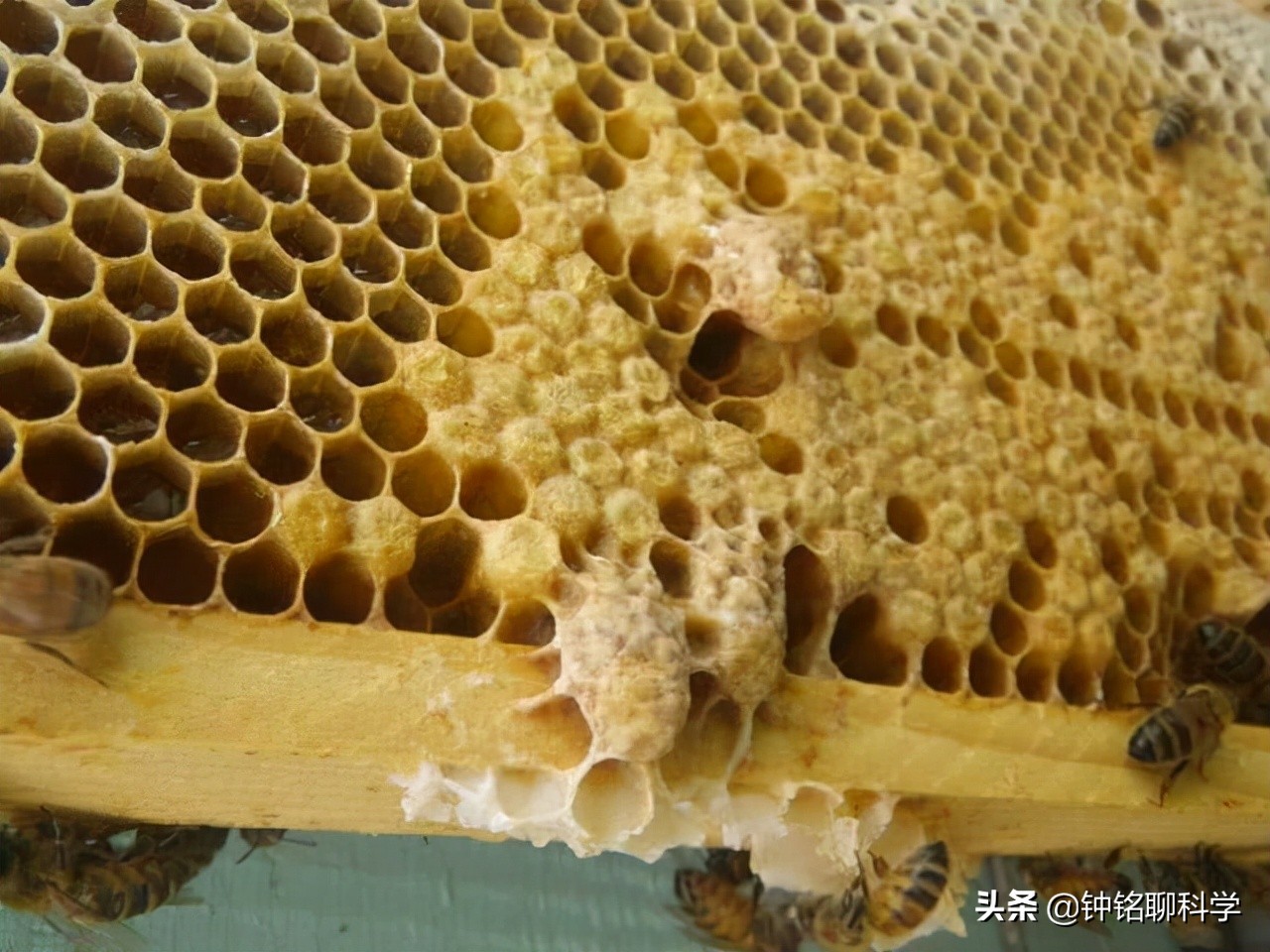 一妻多夫制的蜜蜂,为何边飞边交配,雄*交性**配完为何就会死亡?