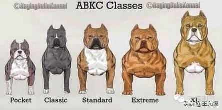 美国恶霸犬属于禁养犬吗,美国恶霸犬为什么那么贵