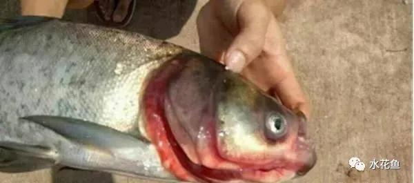 什么原因引起鱼败血症,鱼细菌性败血症怎么治疗最好