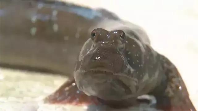 如何捕鱼跳跳鱼,野生跳跳鱼养殖