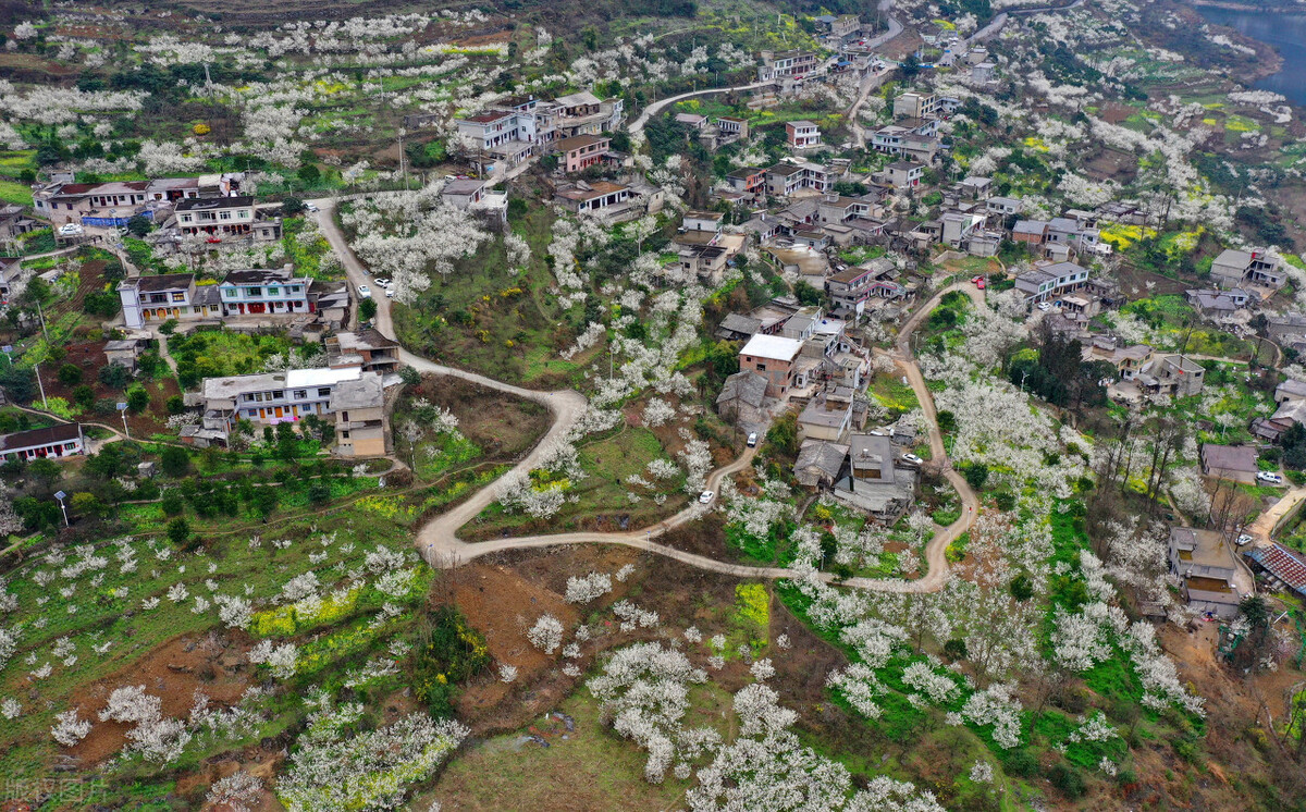 中国樱桃产业现状,中国樱桃发展趋势