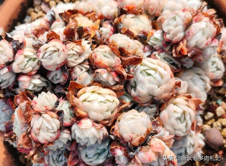 多肉冰梅适合阳台养吗,多肉冰露夏天怎么养