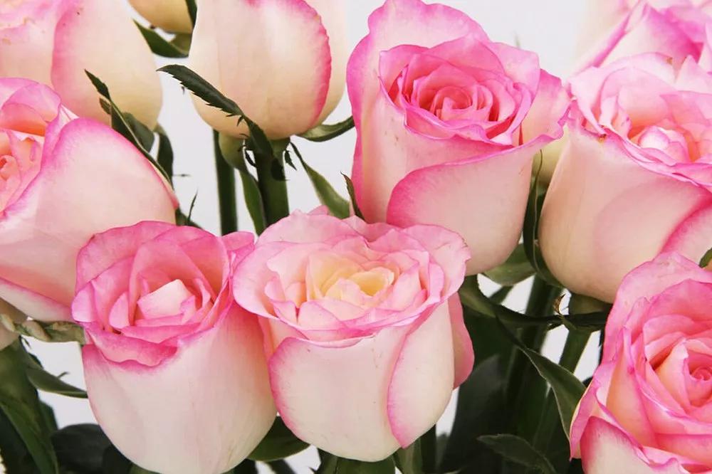 花店必备的5款玫瑰,鲜花图鉴一次性认识30种玫瑰花