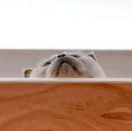 打造人宠共乐的家—“铲S官”的装修笔记