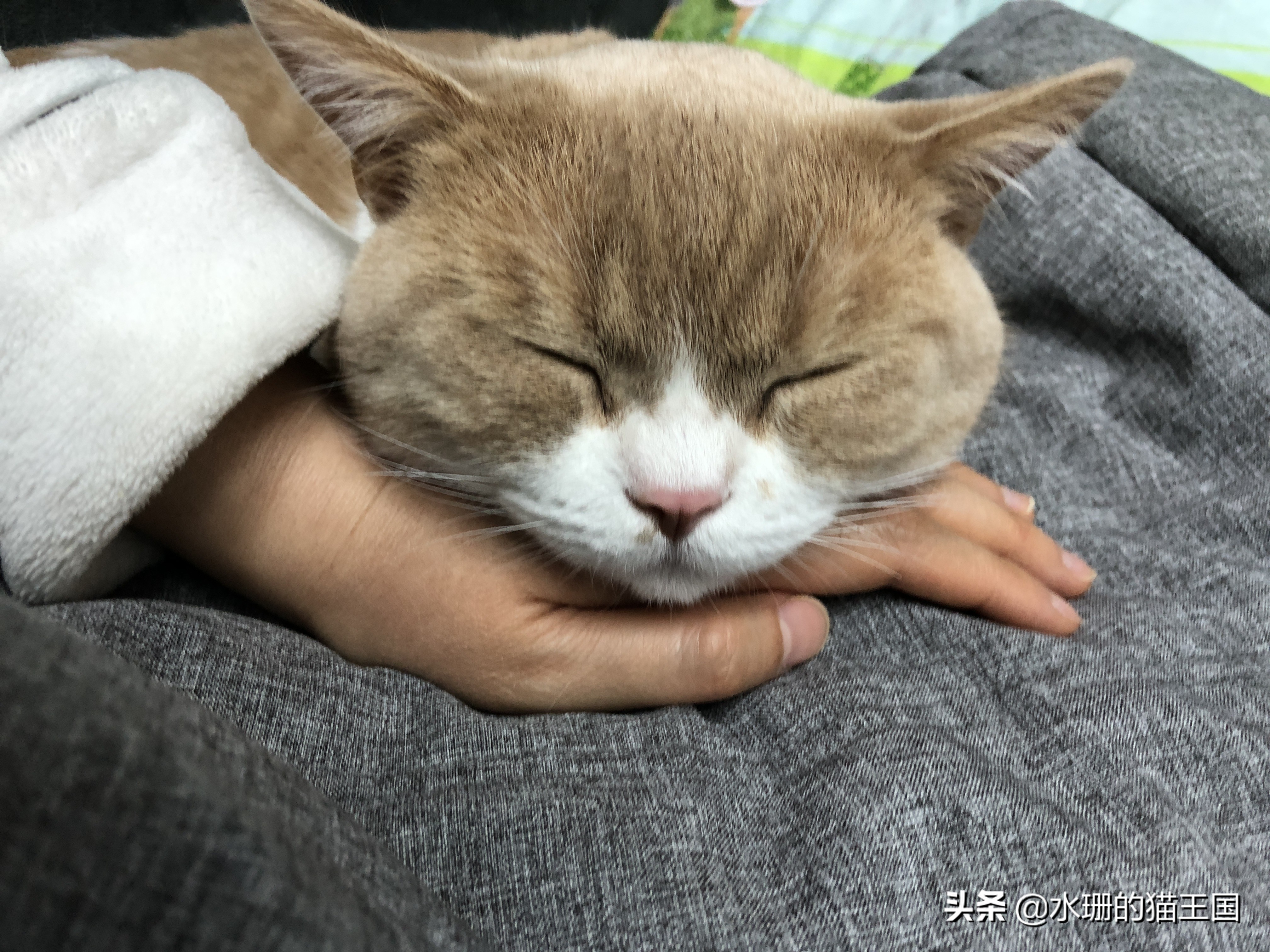 猫咪吃药口吐白沫，还难吃的哭了，到底怎么给猫喂药？正解在此