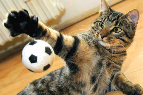 天气热如何预防猫中暑,怎么判断猫中暑很严重