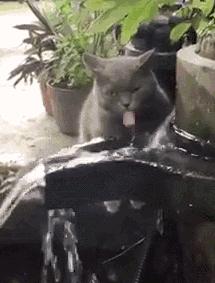 英国首相得新冠是真的吗,英国首相新冠反应