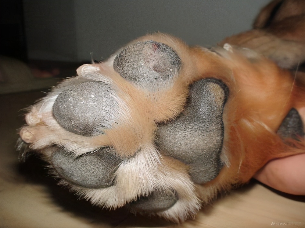 戈赞,猎兔犬肌肉拉伤怎么治疗