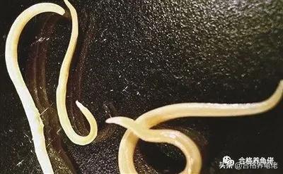 龟消瘦不进食,龟严重腐甲