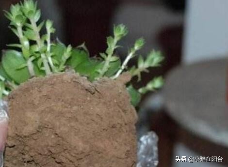 养观音的正确方法,怎么养才能让观音莲长出好多小莲