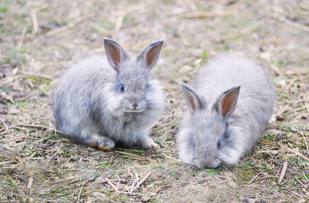 养兔人养兔三分靠管理七分靠技术,长毛兔子的养殖技术与方法