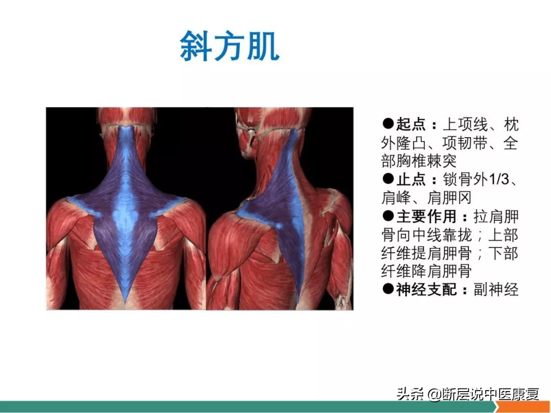 肩部肌肉解剖图详细图,肩部的16块肌肉分布图