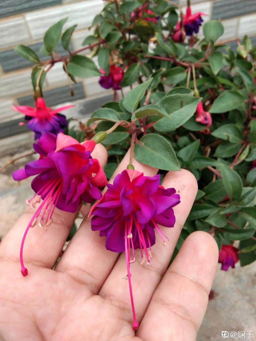 春天开的花有哪些常见又漂亮,十大名花在春天开的有哪些