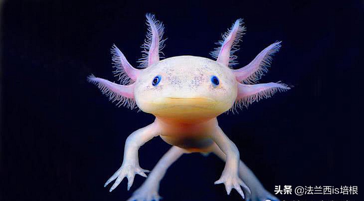 六角恐龙攻击金鱼,六角恐龙暴躁一直撞来撞去