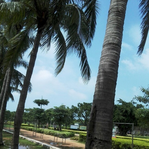 海口悠闲之旅深度体验椰城风情,椰海风情海口