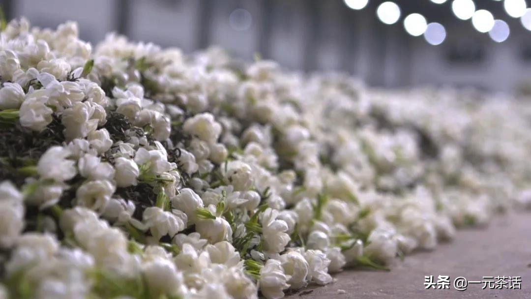 张一元龙毫茶多少度水冲泡,春之茶明前龙井