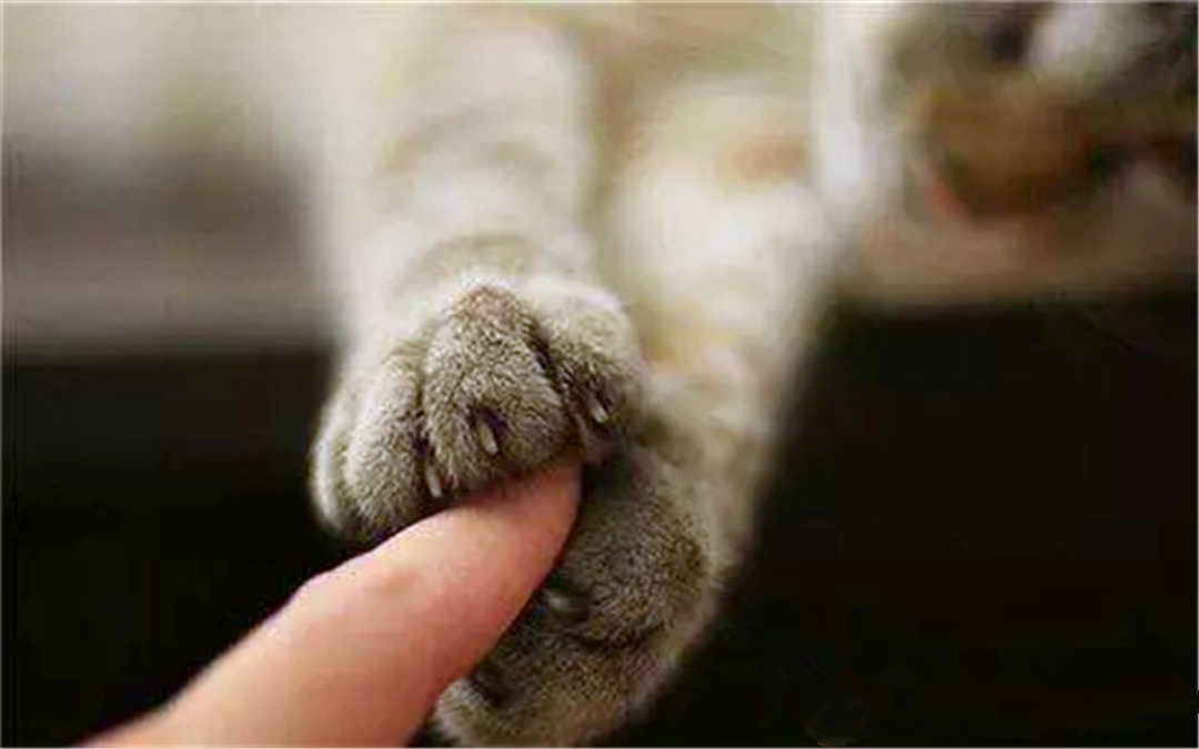 被猫抓伤可能患病的症状,如果被猫抓伤得病是什么症状