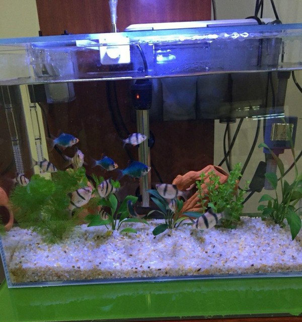 鱼百科动画,鱼百科大全图片