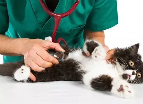 母猫常见的妇科疾病,如何保持母猫妇科健康