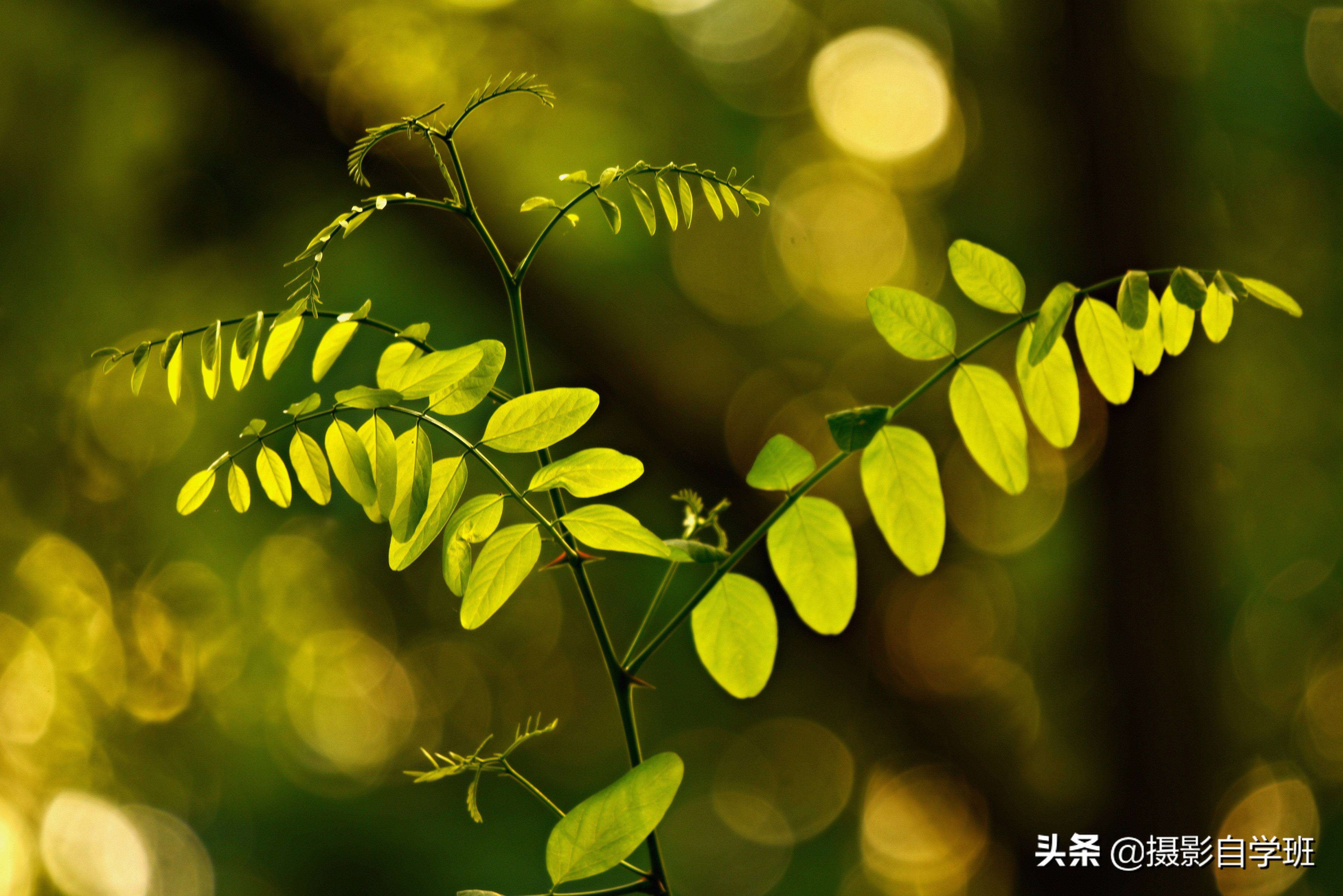 摄影拍出抽象风格照片5个诀窍,照片怎么加虚化