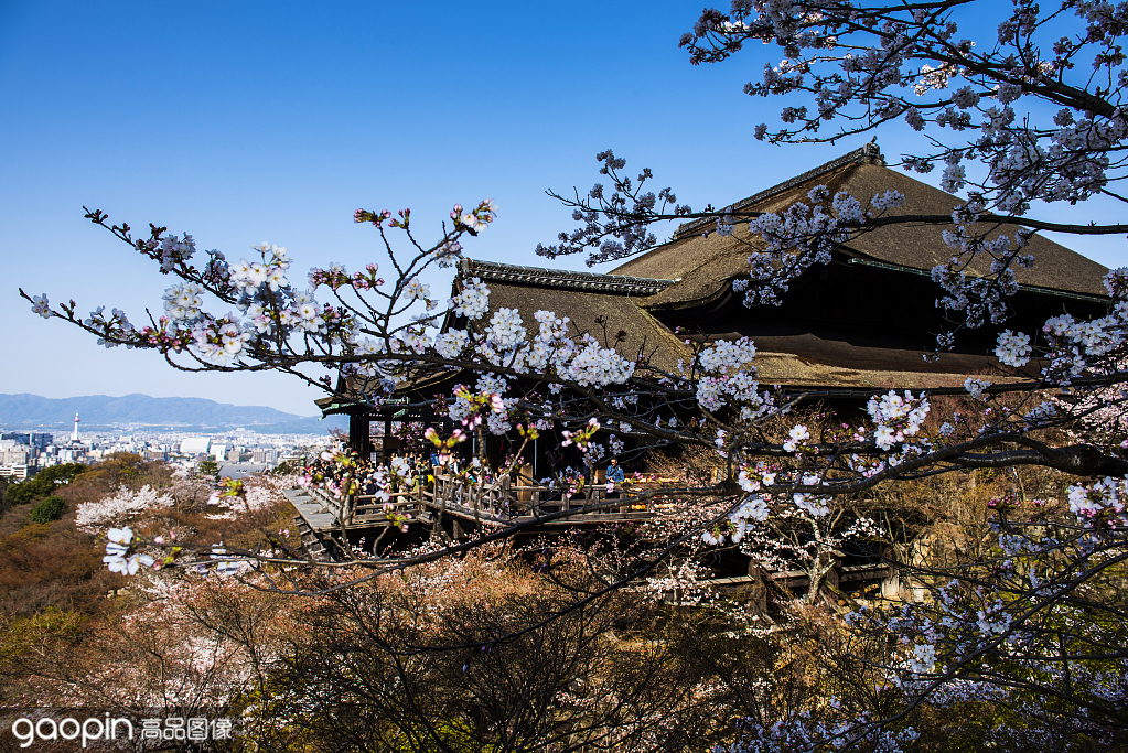 樱花季京都樱花,京都樱花季节是什么时候