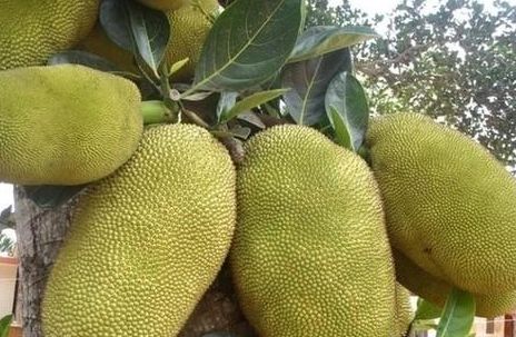 种植菠萝蜜如何使菠萝蜜更甜,菠萝蜜是减肥的还是增肥的
