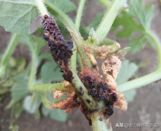 西瓜根部有白色胶状物怎么办,西瓜黏菌病
