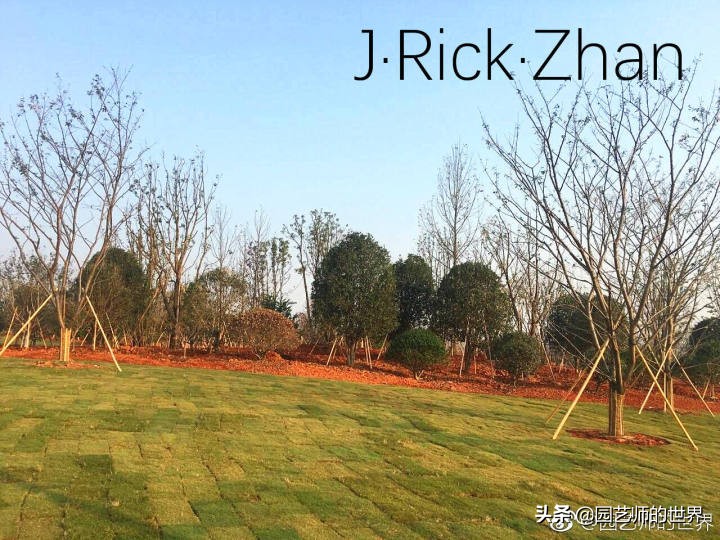 果岭草坪的种植养护方法及技巧,怎么种植一个可以躺的草坪