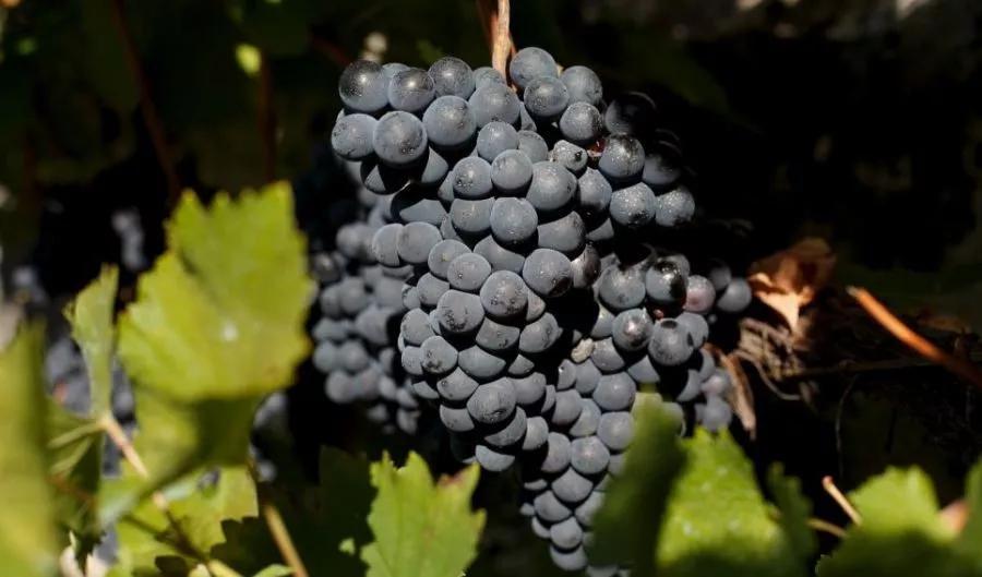 法国干红葡萄酒酿造过程,葡萄酒酿造过程