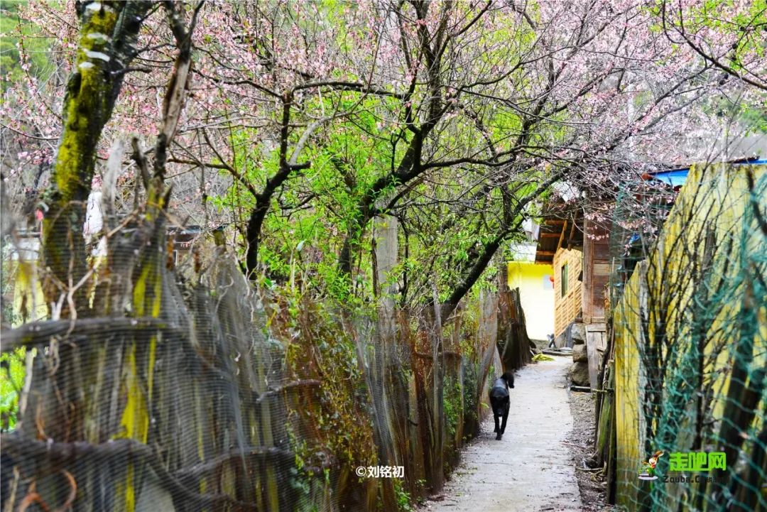 美丽的云南滇西之行,云南美丽公路自驾游最新